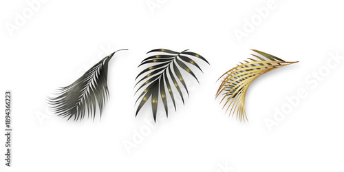 High quality 3D realistic tropical tree branches vector illustration isolated on white background perfect for jungle design nature decoration exotic botanical artwork