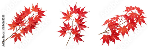 Photos Vibrant Red Japanese Maple Leaves and Autumn Branches Isolated Set