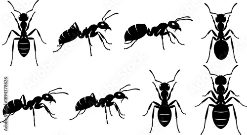 Set of ant silhouettes showing multiple insect poses, black vector ants isolated on white background for biology, wildlife, pest control, and graphic design