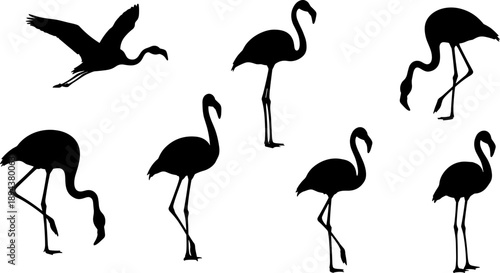 Set of flamingo silhouettes in standing, walking, feeding, and flying poses, black tropical bird figures isolated on white background for wildlife, nature, and design use