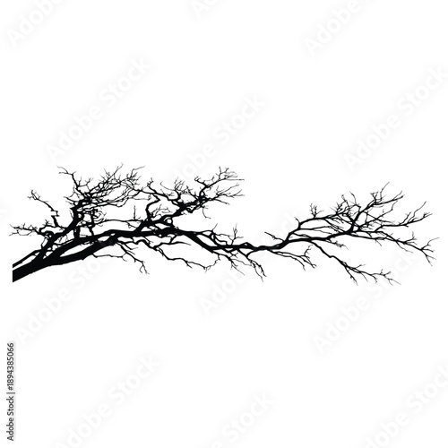 Bare tree branch silhouette isolated on white