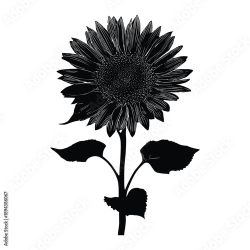 Black silhouette of sunflower with leaves