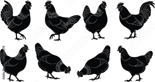 Black chicken and hen silhouette set featuring farm poultry in multiple poses, rustic rural livestock illustration isolated on white background for agriculture design