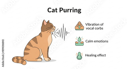 Cat purring with sound wave and health benefits explained