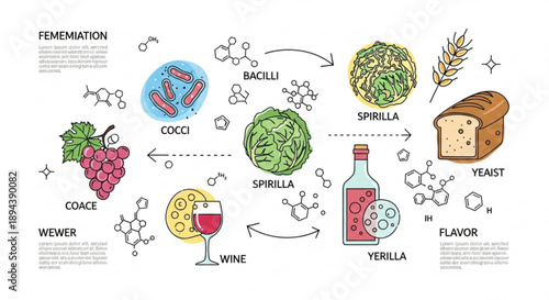 Fermentation process of wine bread and cheese with microorganisms and chemical reactions