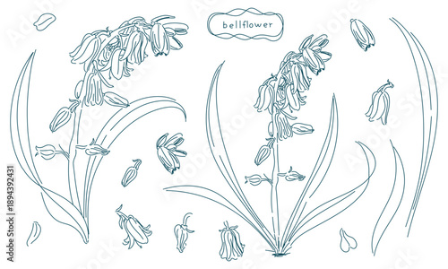 ツリガネソウの線画素材セット（透過性のラインアート）