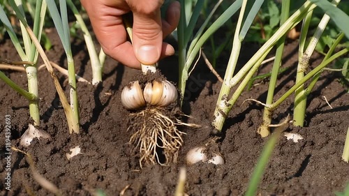 Harvesting Fresh Garlic from the Garden - A Close-Up View of Hand Pulling Garlic Bulbs from Soil.