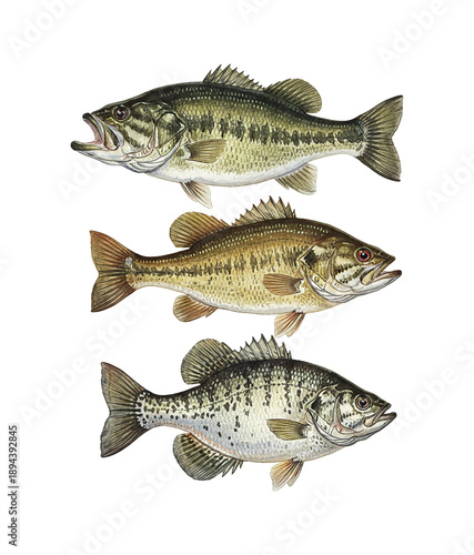 Three distinct freshwater bass fish species in realistic watercolor style swimming with open mouths