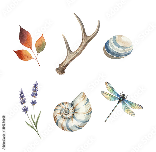 Watercolor set of diverse nature elements autumn leaves antler stone lavender snail shell and a dragonfly