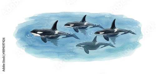 Four majestic black and white killer whales gracefully swim in a peaceful blue ocean watercolor painting