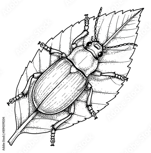 Hand drawn line art illustration of a beetle on a leaf depicting an insect in its natural habitat for environmental designs