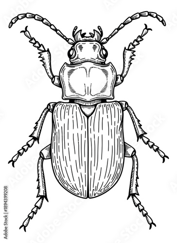 Hand drawn line art illustration of a beetle depicting a detailed insect for entomology and nature designs