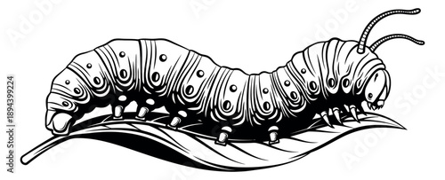 Hand drawn line art illustration of a caterpillar depicting an insect on a leaf for nature and wildlife themes