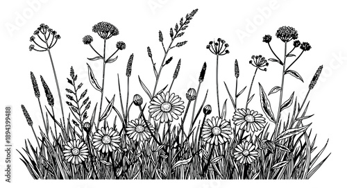 Hand drawn line art wild flowers and grass set featuring daisies and various meadow plants for natural designs