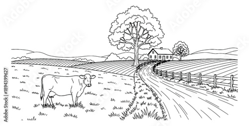 Hand drawn line art illustration of a countryside farm depicting a cow grazing in a field for agricultural themes