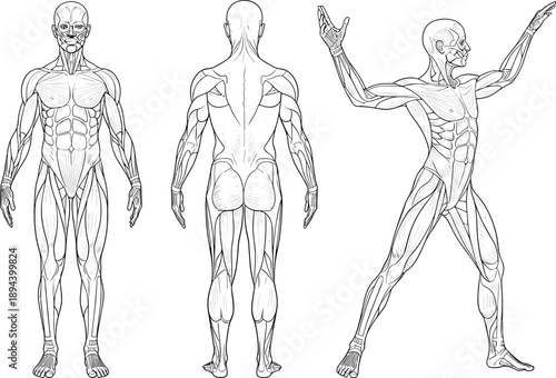 Human muscle anatomy line art, male body front back and action pose, detailed muscular system medical illustration vector