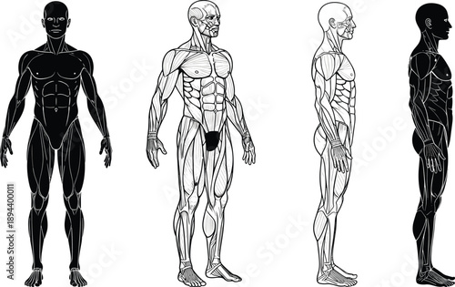 Human muscular system anatomy, male body muscle structure, front and side views, medical illustration reference, fitness anatomy study