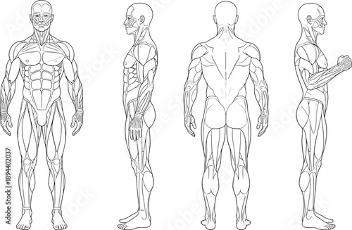 Male muscle anatomy line art, human body front side back views, detailed muscular system medical illustration vector diagram
