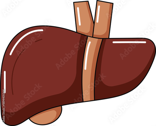 Human Liver Anatomy Flat Vector Illustration