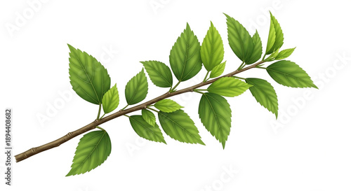 Green branch with leaves, natural growth, fresh spring foliage isolated on transparent background