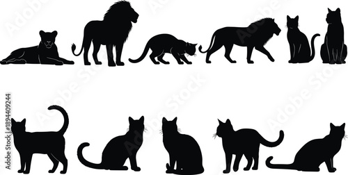 Black silhouettes of lions and domestic cats in different poses isolated on white background, animal collection showing wild and pet feline shapes
