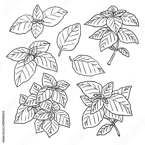 Set of hand drawn Basil leaves outline drawing illustration