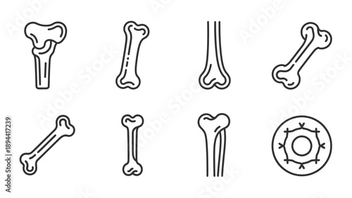 Various Human Bone Illustrations and Diagram.