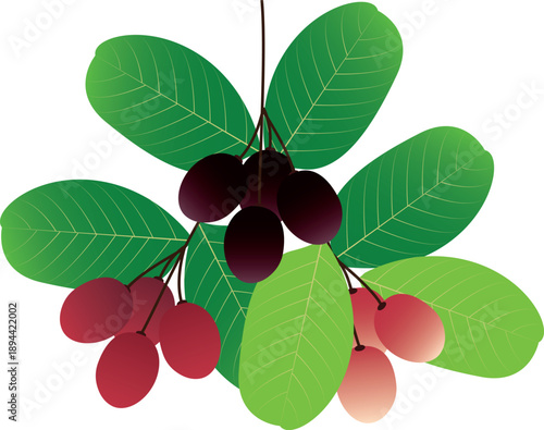 This botanical vector is suitable for food packaging, educational materials, healthy lifestyle concepts, and tropical-themed designs.