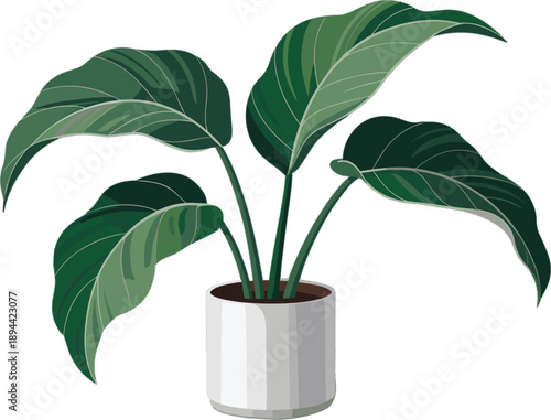 Lush green houseplant with broad leaves in a modern white ceramic pot isolated for home decor and interior design vector illustration