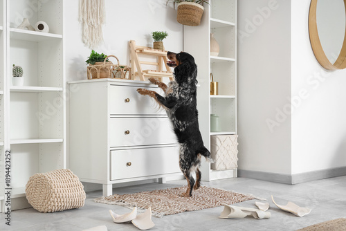 Naughty cocker spaniel near...