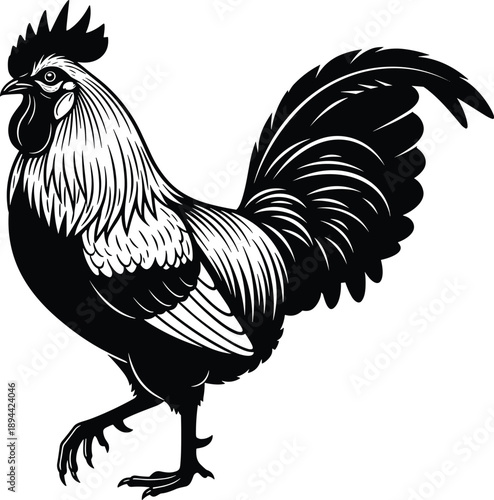 Detailed black and white vector illustration of a rooster for poultry farm branding organic food labels and livestock agriculture design (20 words)