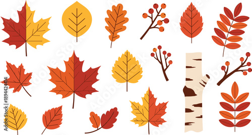 Autumn Leaves Collection with Maple Oak Rowan Branch and Birch Bark Flat Illustration