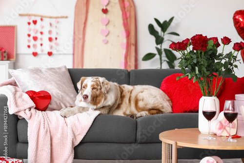 Cute Australian shepherd do...