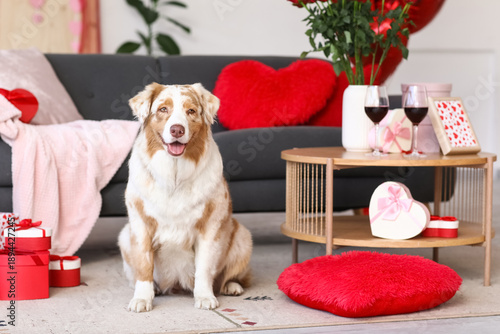 Cute Australian shepherd do...