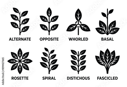 Various leaf arrangements, including alternate, opposite, whorled, basal, rosette, spiral, distichous, fascicled.