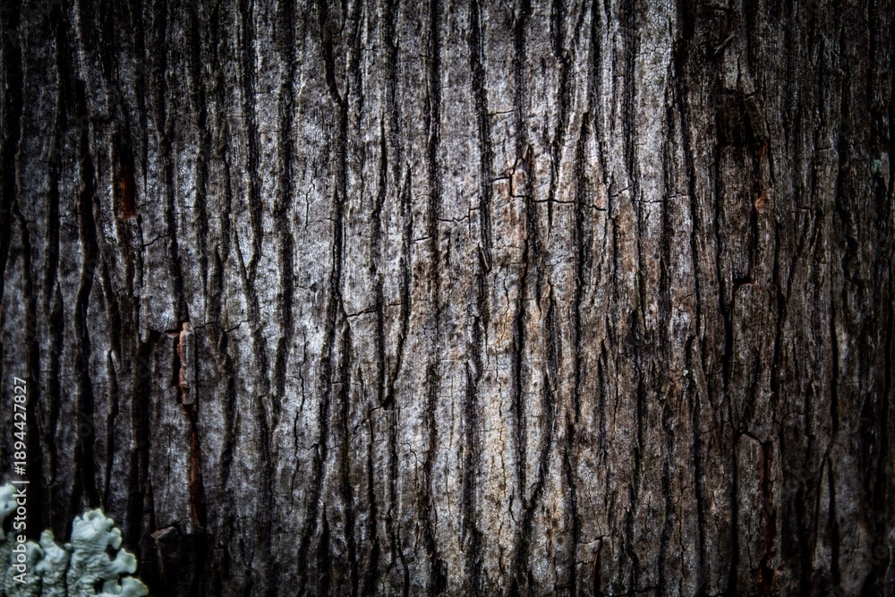 Obraz premium Textura de Casca de Árvore