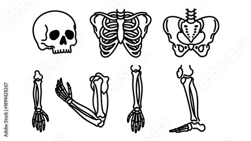 Human Skeleton Bones Anatomical Illustration.