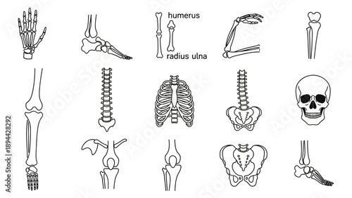 Human Skeleton Bones Anatomical Illustrations.