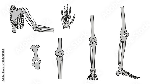 Human Skeleton Bones Anatomy Illustration Set.