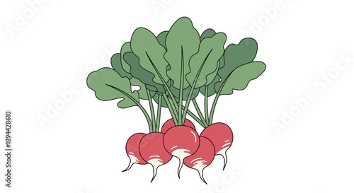 Fresh Radishes with Leaves Illustration on White Background