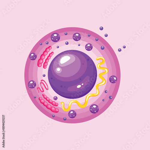 A detailed biological cell illustration useful for science education, medical learning, and anatomy visualization content.