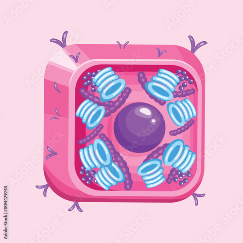 A detailed biological cell structure illustration, ideal for educational materials, science presentations, and anatomy visualization projects.