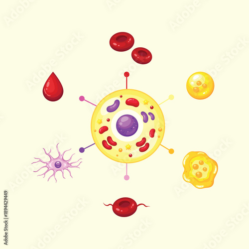 An educational illustration showing blood cells and microorganisms, suitable for biology learning, medical education, and human body system visuals.