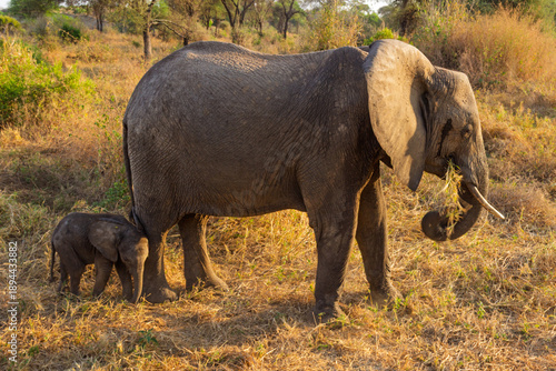 Canvas Print Tarangire National Park, Tanzania - September 29th, 2025: Golden Hour Grazing: A
