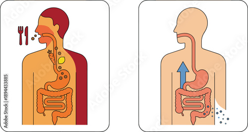 Human digestive system diagram, food digestion and nutrient absorption process, medical anatomy illustration, educational flat vector design