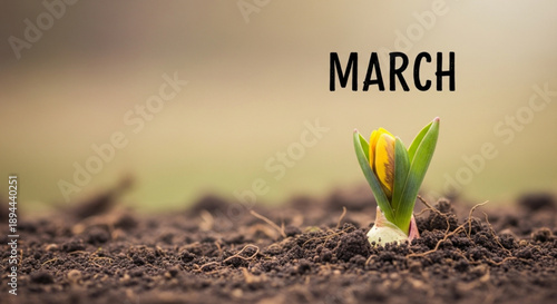Small yellow flower sprouting from brown soil in march