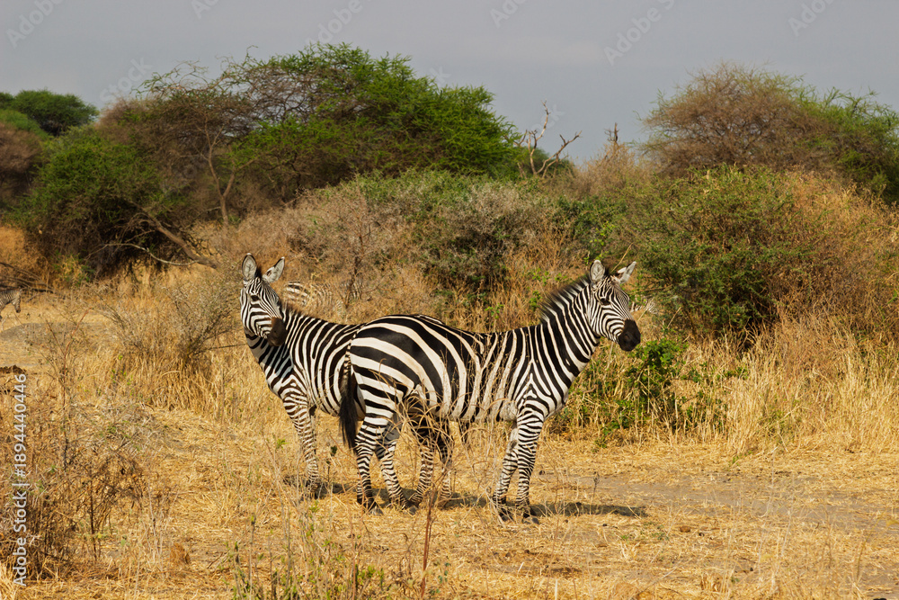 Obraz premium Tarangire National Park, Tanzania - September 29th, 2025: Back to Back Plains Zebras in the Dry Season Savanna