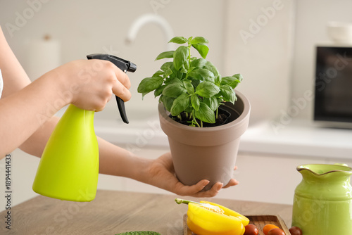 Schilderij op canvas Woman spraying basil plant in kitchen