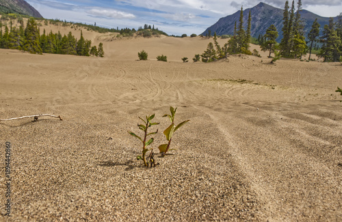 Bilde på lerret These desert plants survive the Arctic winter and the harsh desert too - Carcros