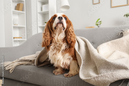 Adorable cavalier King Char...